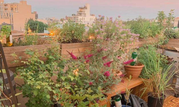 Start Your Sustainable Beauty Pantry For Self-Sufficiency-By Brooklyn Rooftop Botanicals! NYC’S FIRST BEAUTY FARM!